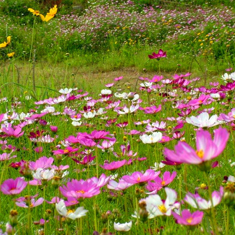 矮杆波斯菊批发 白色格桑花 花海打造波斯菊