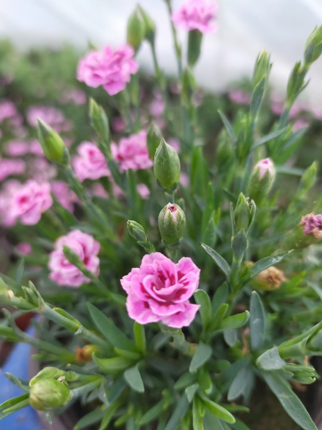 绿化石竹花初吻石竹花海初吻石竹基地