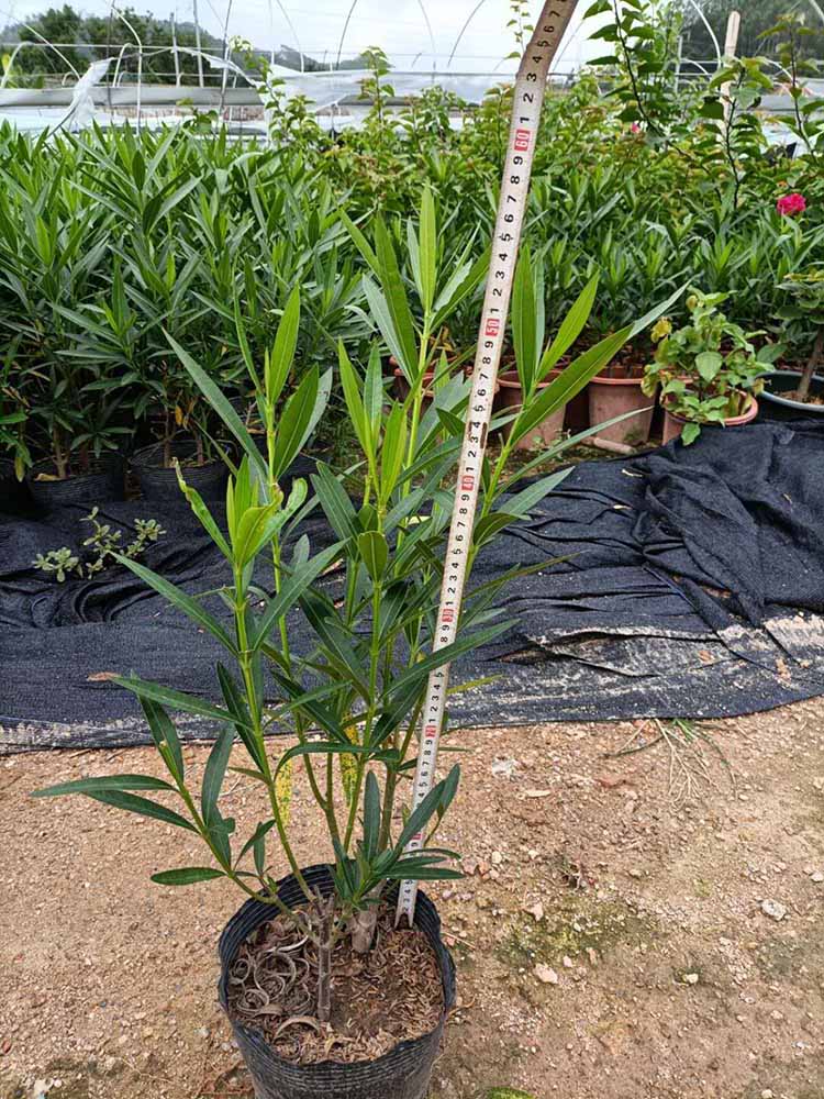 夹竹桃4050高价钱55元绿化工程夹竹桃苗夹竹桃袋苗