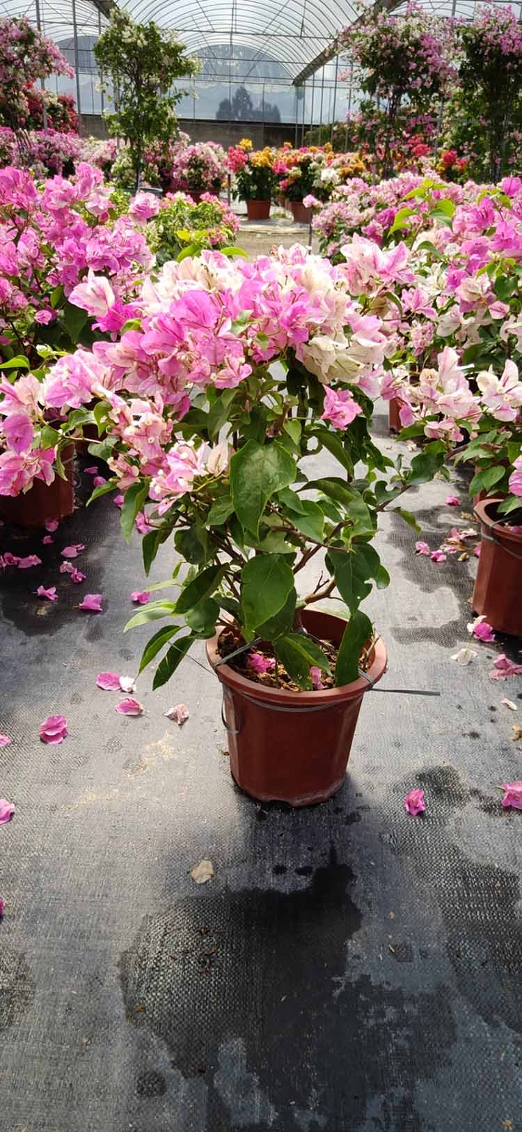 红心樱花三角梅红心樱花勒杜鹃盆苗高度40冠30价钱6元