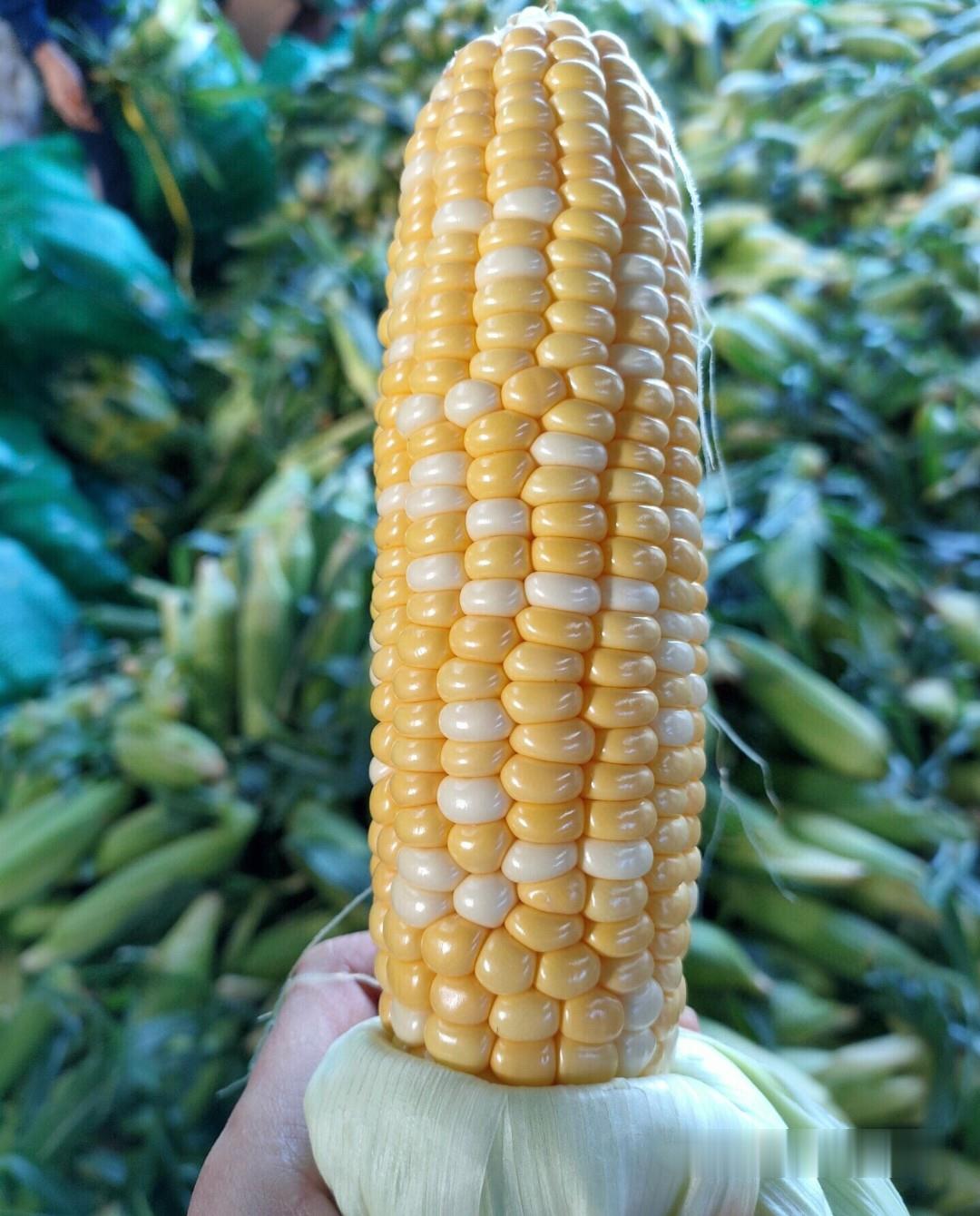 吉林禾冠种业玉米品种图片
