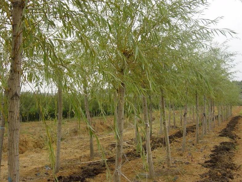 垂柳树苗110公分竹柳苗