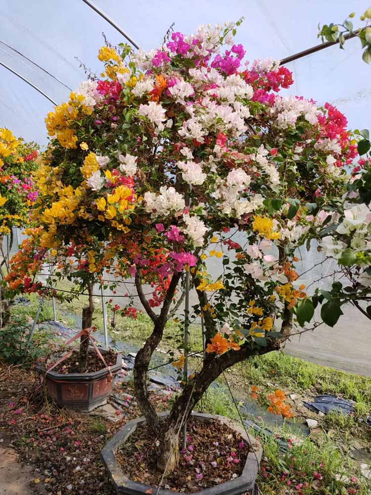 泰国五雀三角梅勒杜鹃 五雀三角梅高度2米_2.5 价钱1500元