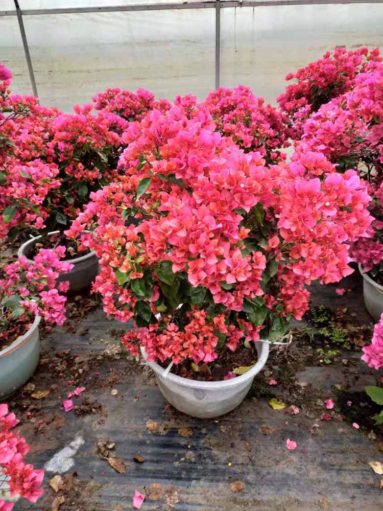 水红三角梅同安红勒杜鹃红色三角梅盆景10080价钱85元