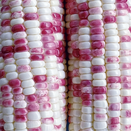 彩色粘玉米产地货源冷库供应彩色糯玉米彩色粘玉米加工厂