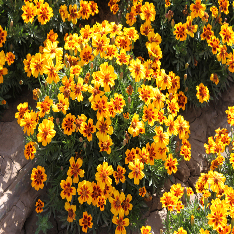 孔雀草花海草花孔雀草山东孔雀草批发商