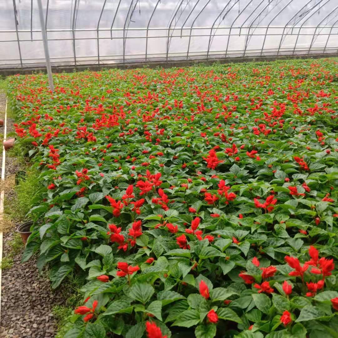 一串紅花海花帶 一串紅盆栽 一串紅長秀花卉苗木基地