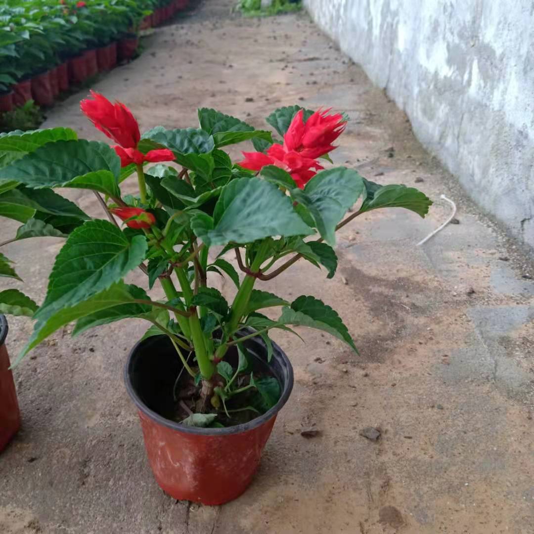 一串红绿化装饰一串红价格一串红基地直供