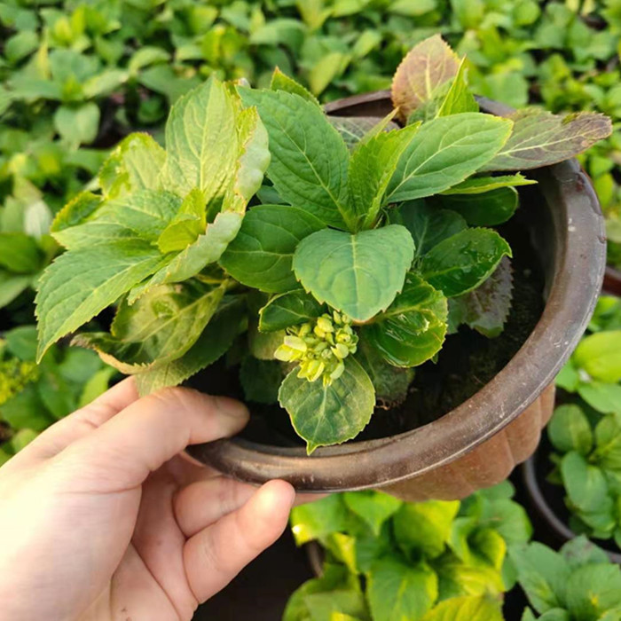 八仙花杯苗批发八仙花杯苗价格报价八仙花小苗产地直售