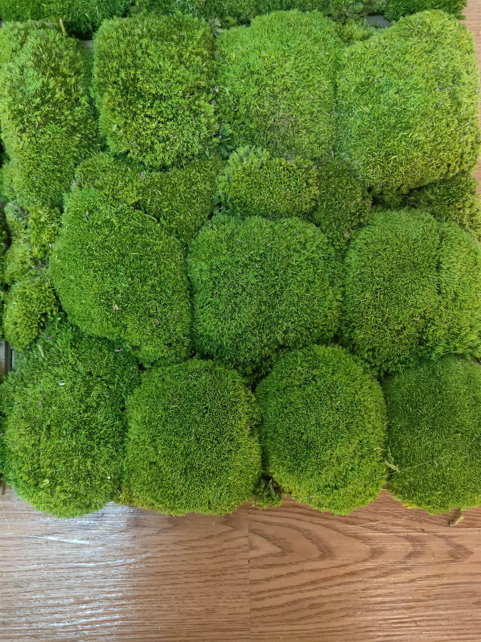 苔藓球_仿真苔藓球_永生苔藓球_保鲜苔藓球_仿真植物