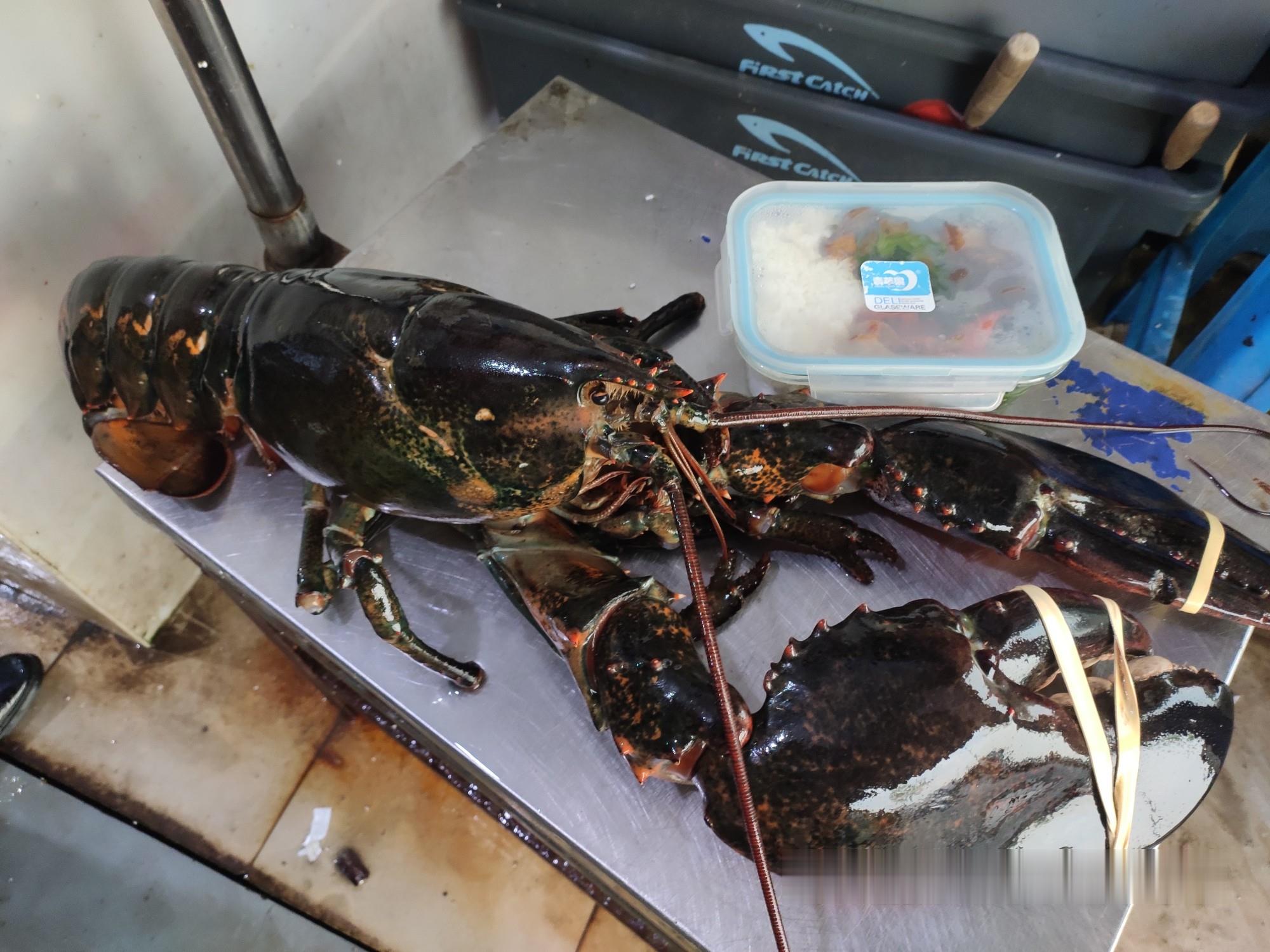 波士顿龙虾一手批发急冻波士顿龙虾厂家波士顿龙虾市场价格