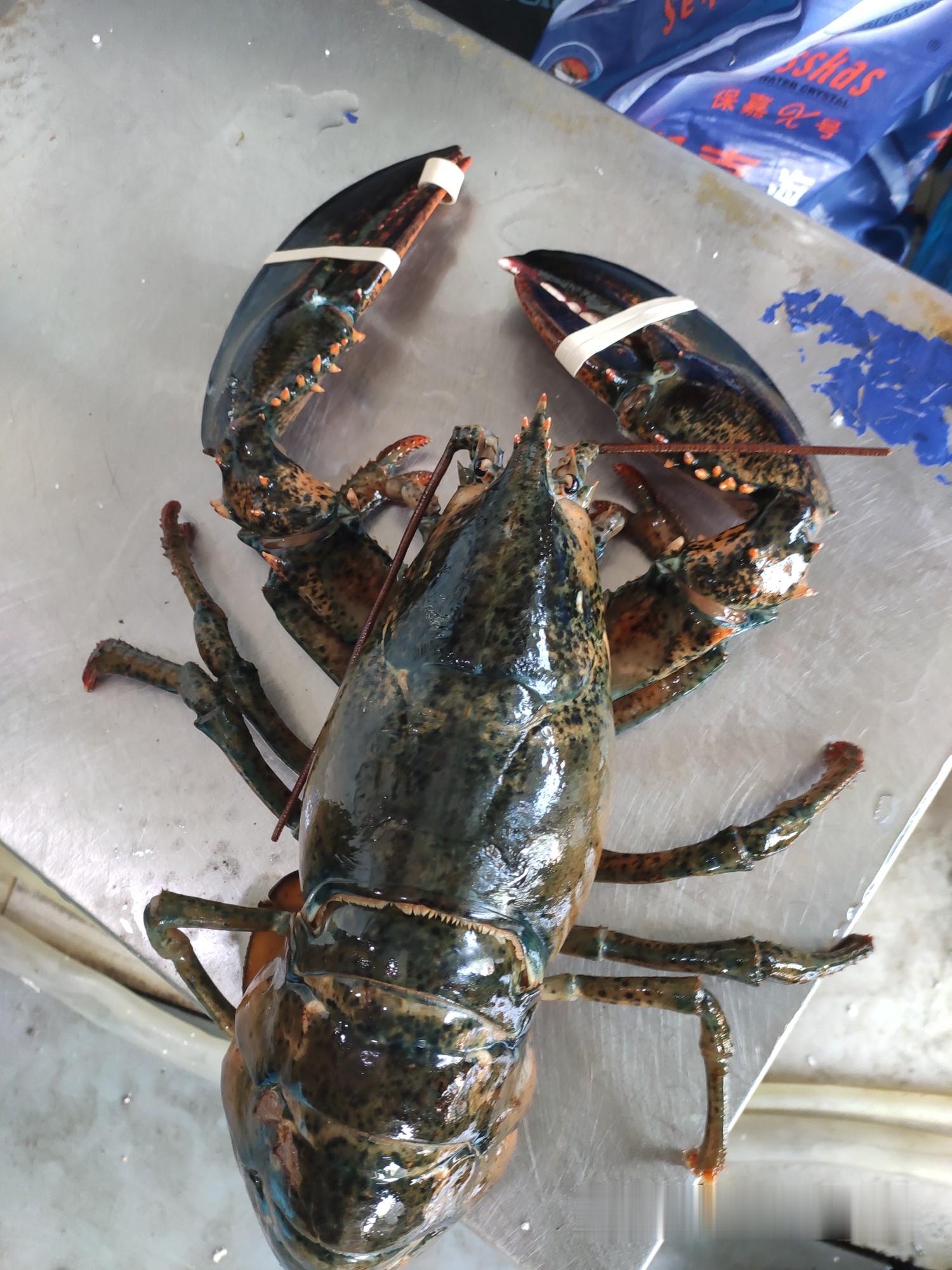 波士顿龙虾一手批发急冻波士顿龙虾厂家波士顿龙虾市场价格