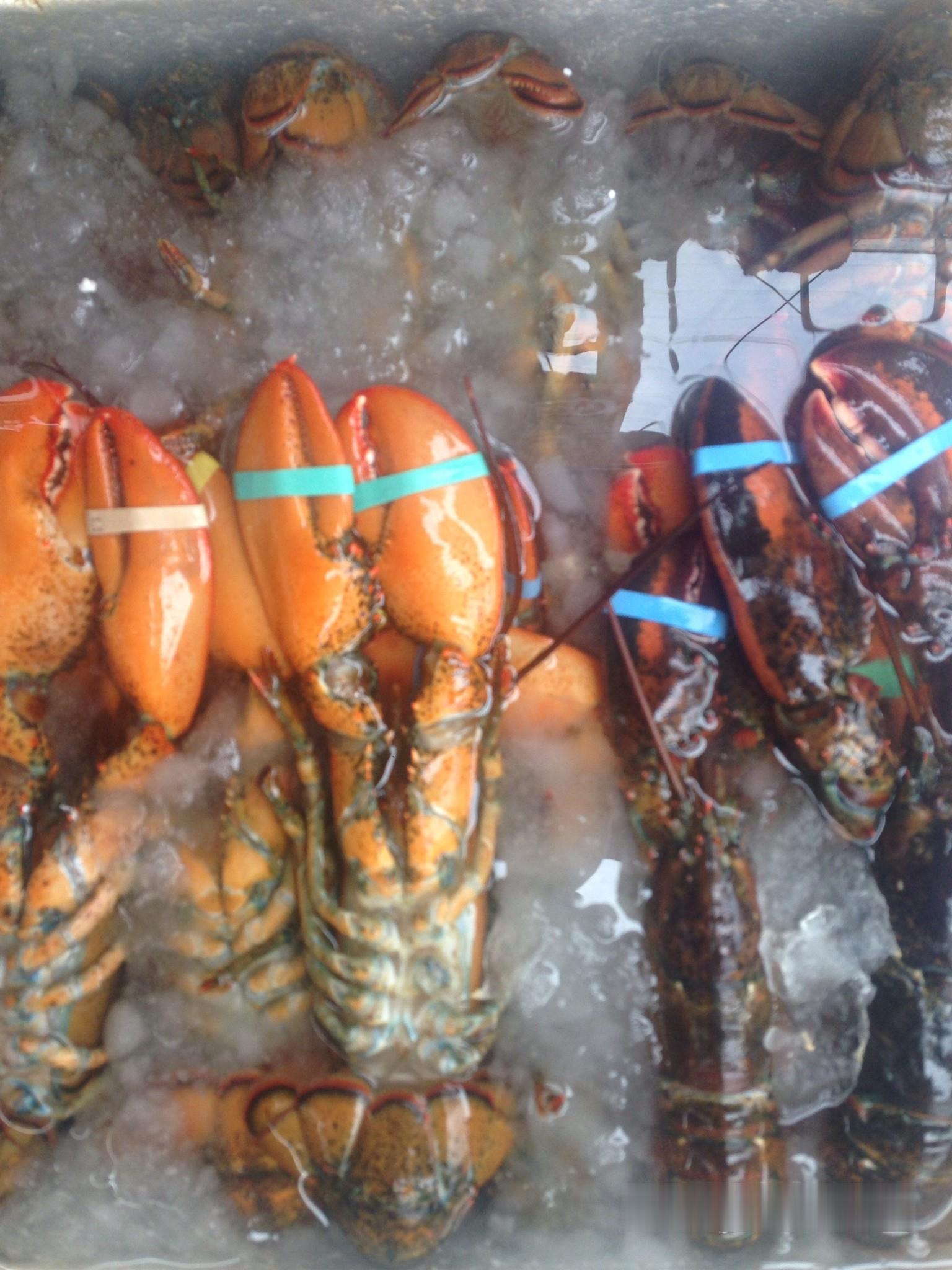 批发进口大龙虾波士顿龙虾批发价波士顿龙虾批发货源