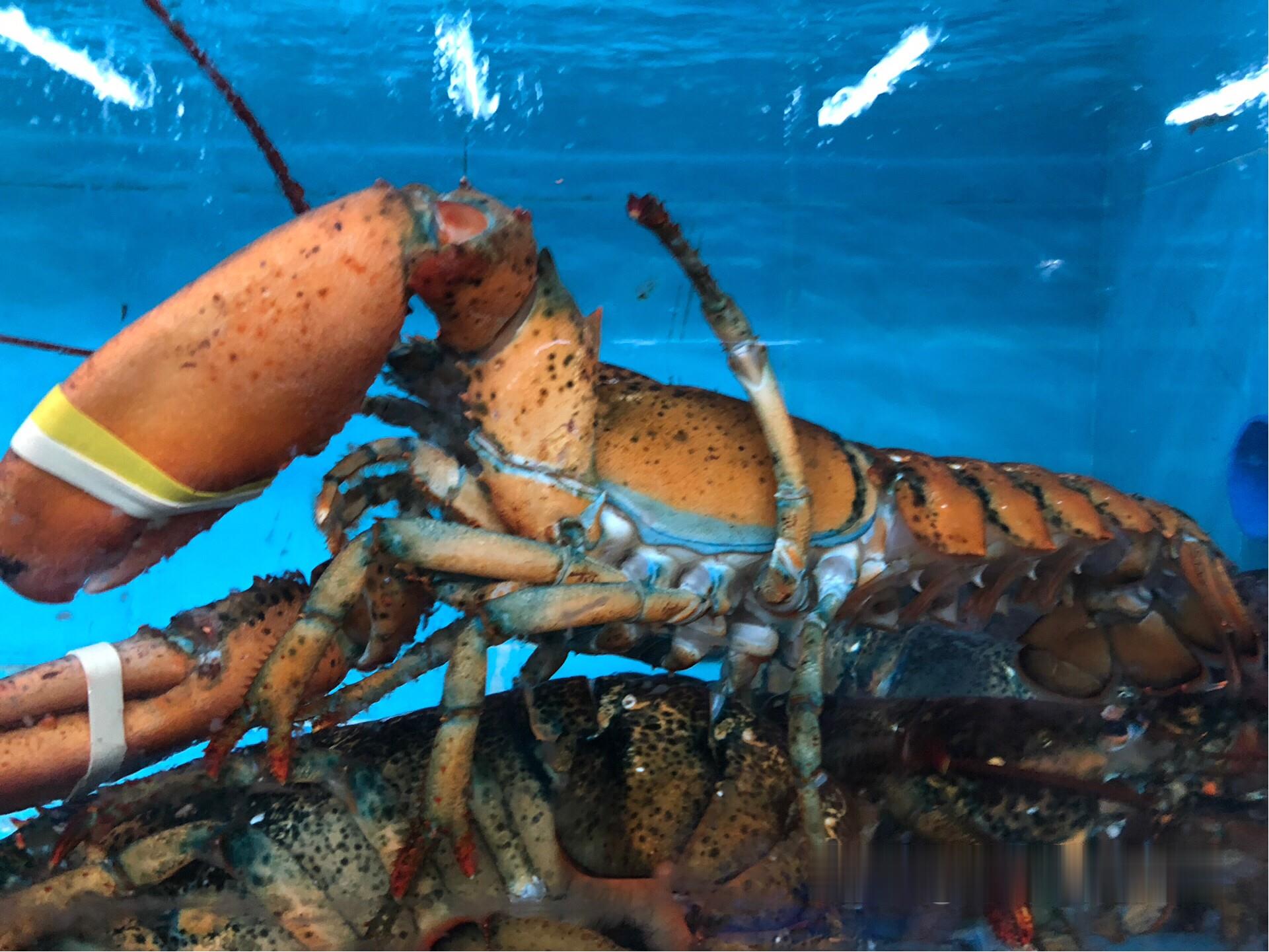 古巴龙虾,阿根廷红虾,加拿大北极甜虾,厄瓜多尔白虾,挪威三文鱼,法国