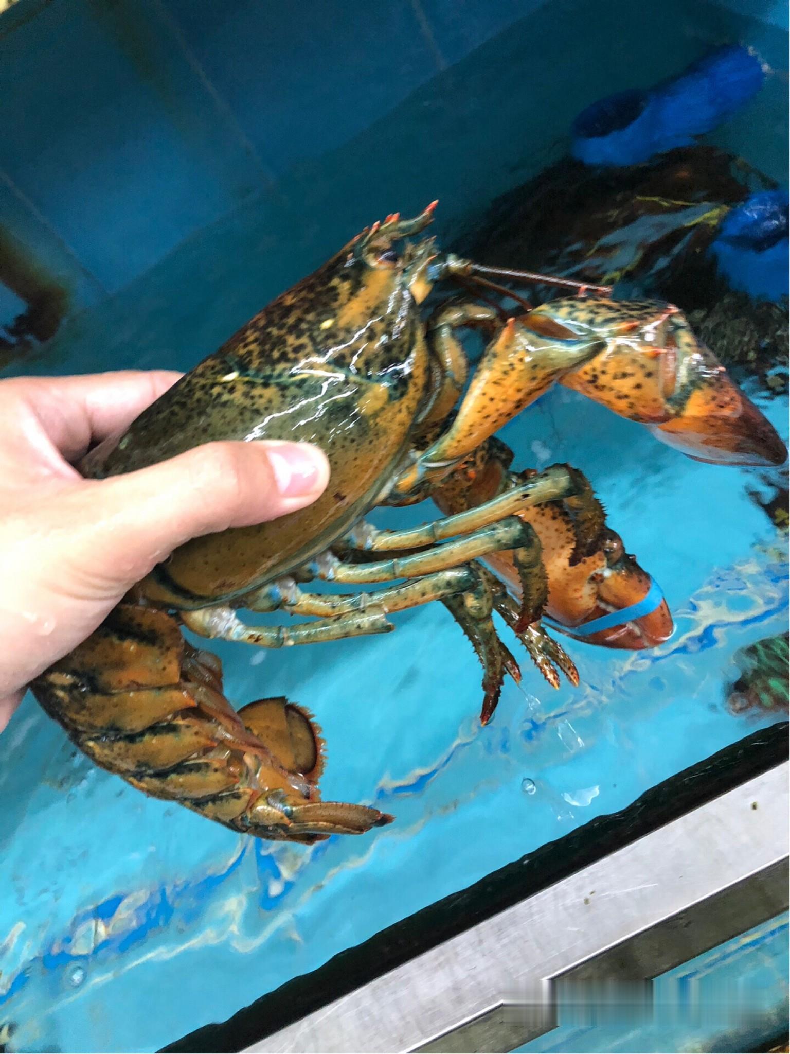 批发进口大龙虾波士顿龙虾批发价波士顿龙虾批发货源