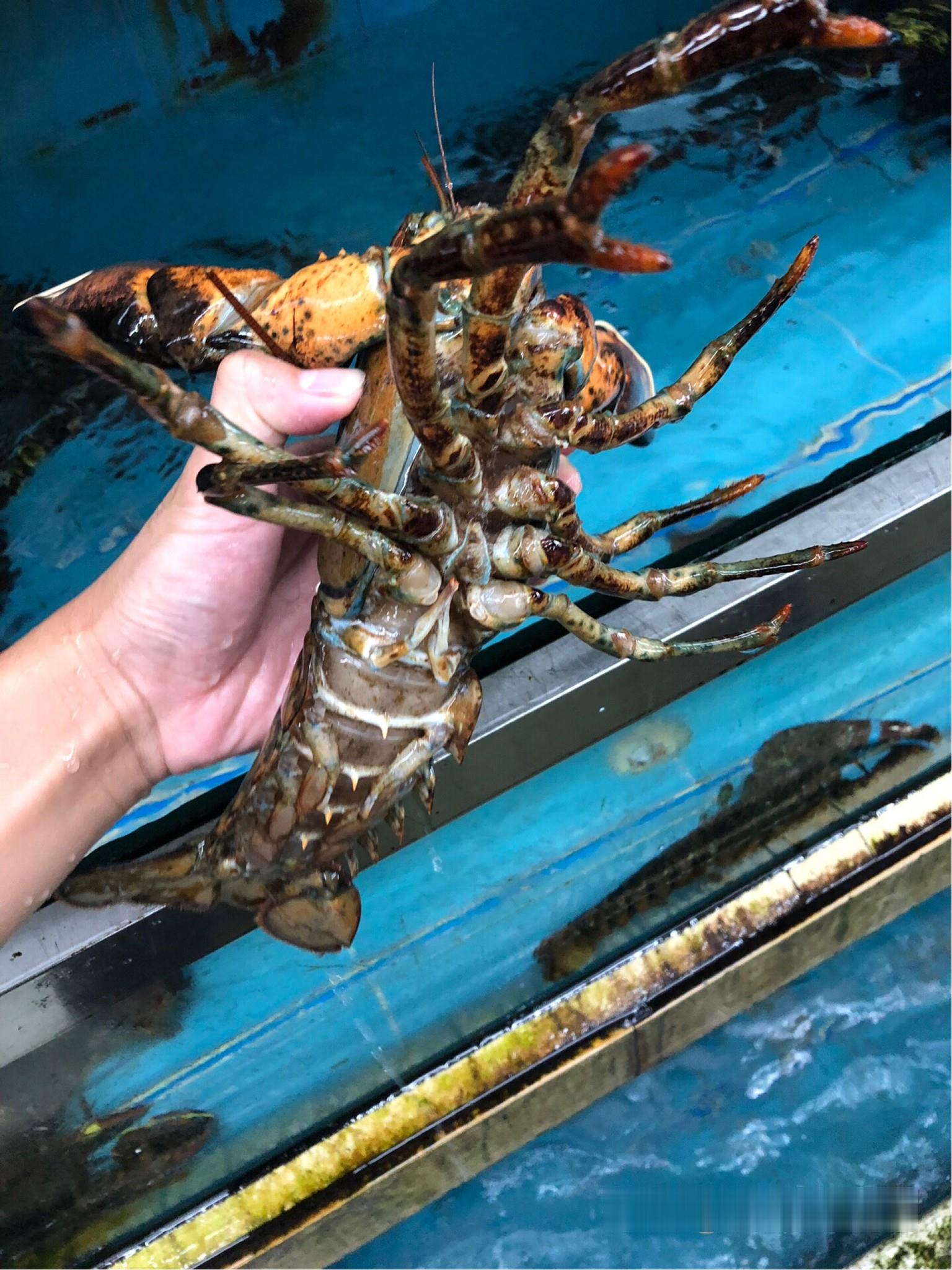 批发进口大龙虾波士顿龙虾批发价波士顿龙虾批发货源