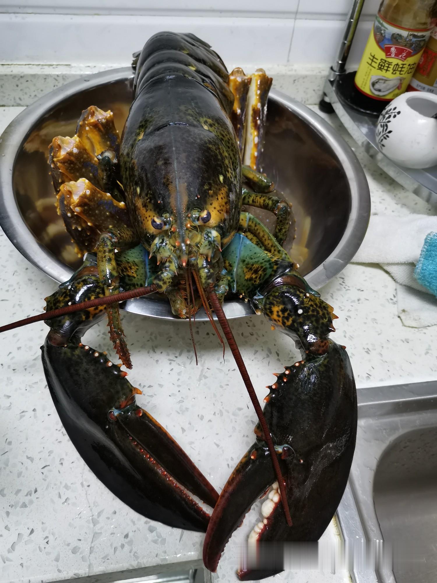 古巴龙虾,阿根廷红虾,加拿大北极甜虾,厄瓜多尔白虾,挪威三文鱼,法国