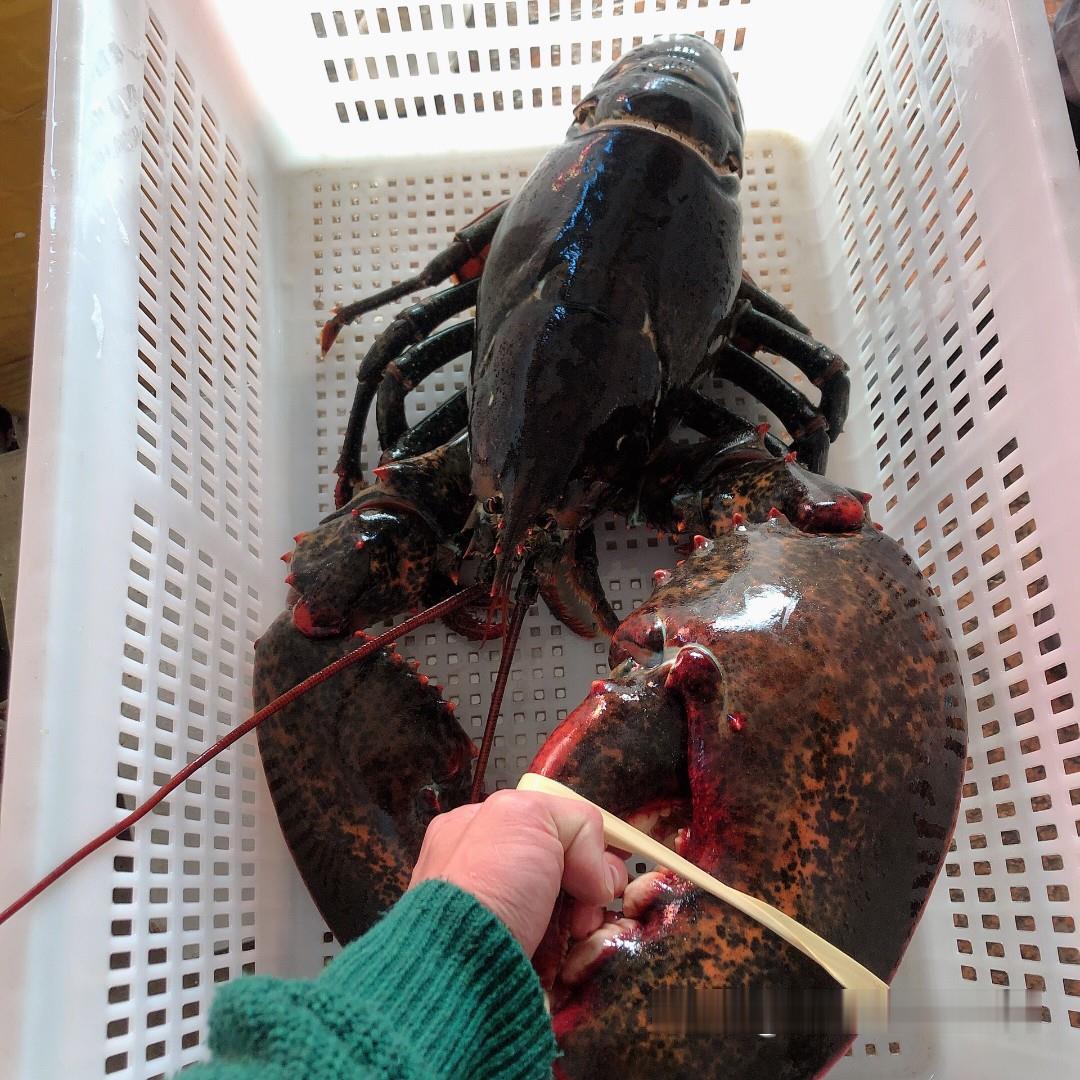400500g波士顿龙虾批发波士顿龙虾鲜活大龙虾波士顿龙虾进货公司