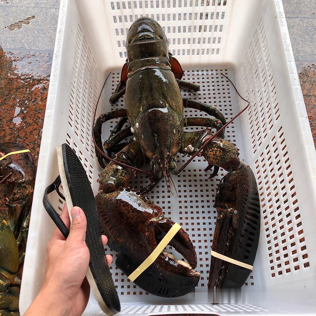 400500g波士顿龙虾批发波士顿龙虾鲜活大龙虾波士顿龙虾进货公司