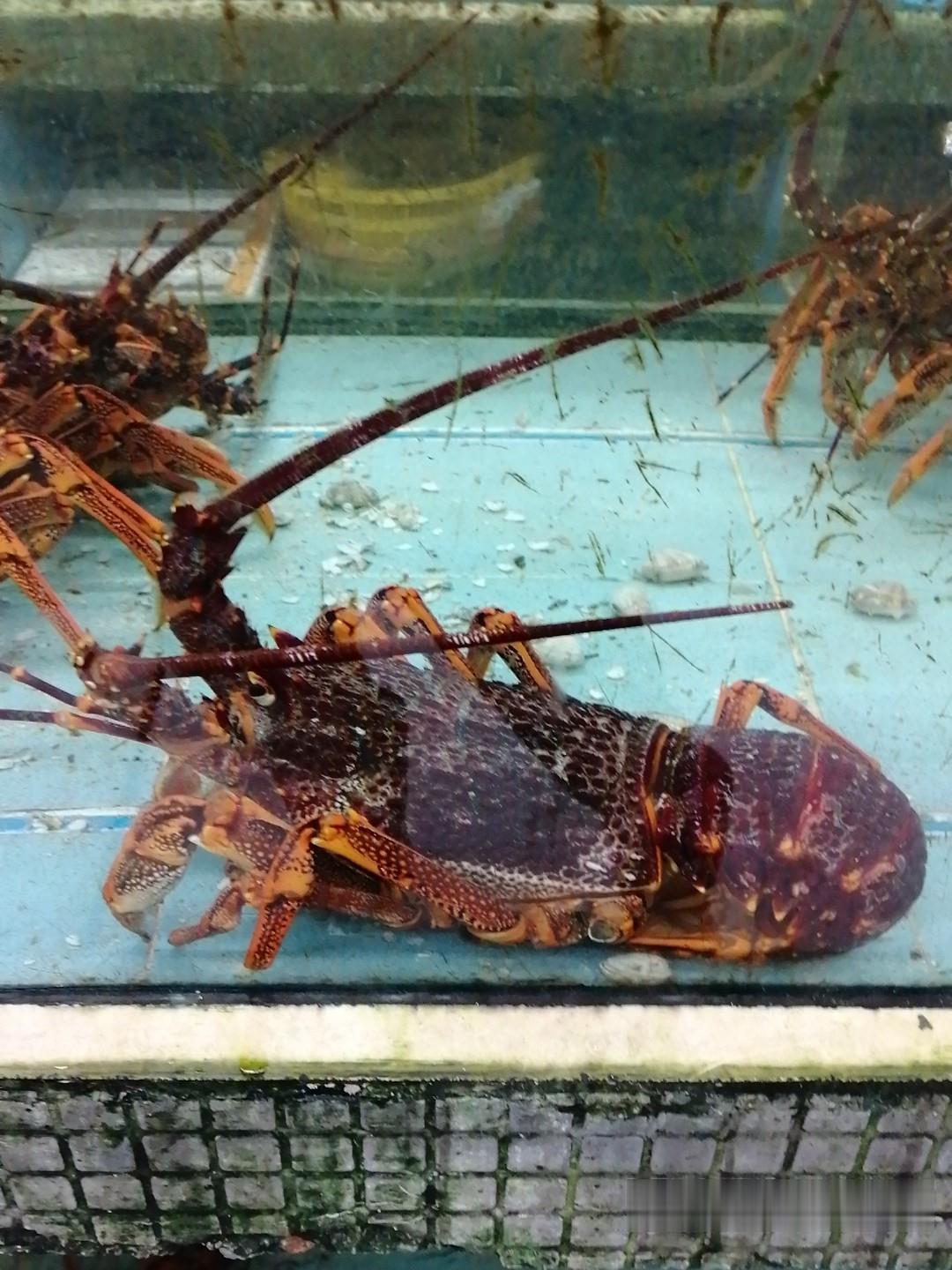 10斤重的澳洲龙虾批发澳洲淡水龙虾价格澳洲淡水龙虾养殖基地