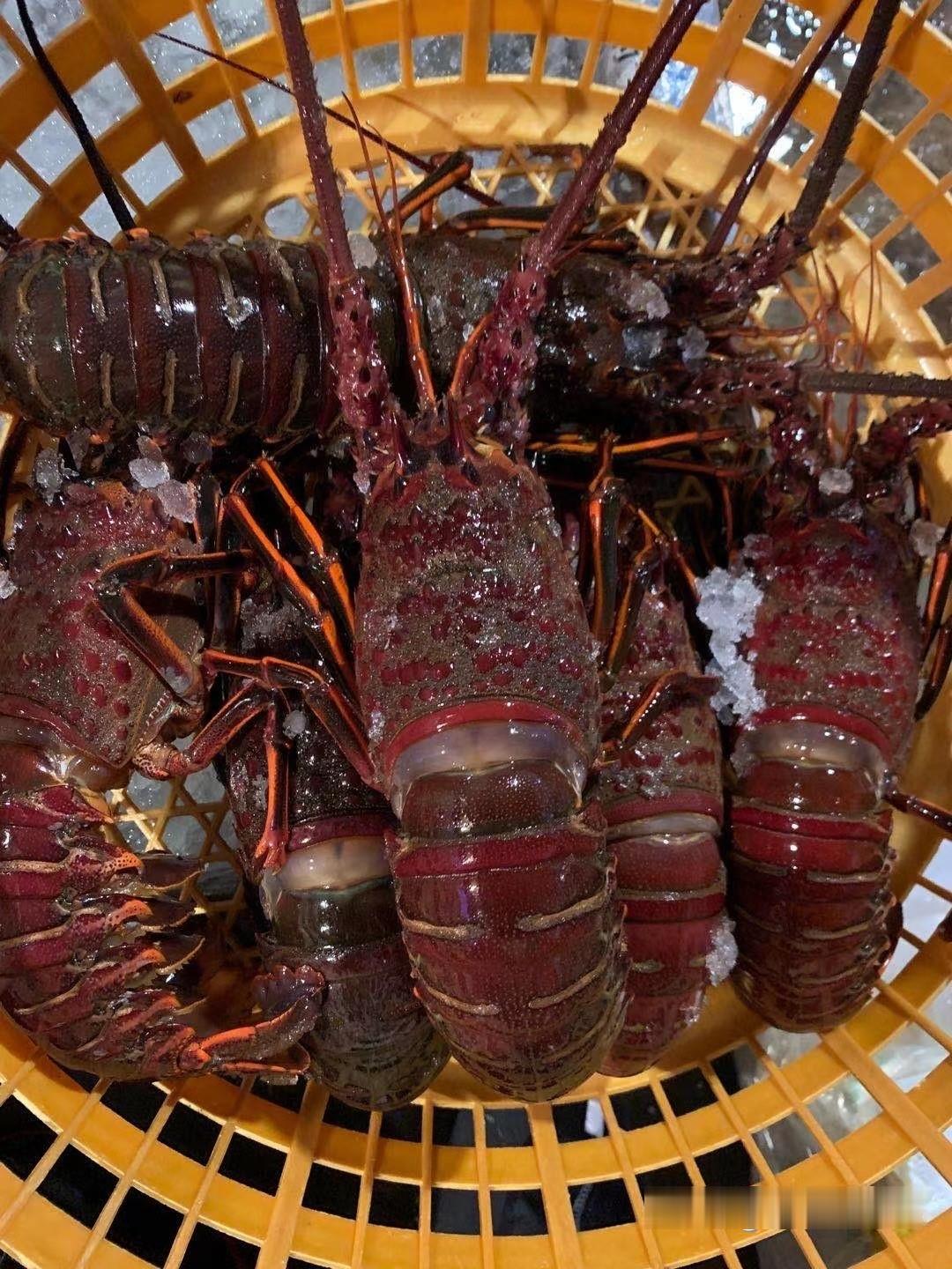 智利帝王蟹,澳洲龙虾,英国面包蟹,古巴龙虾,阿根廷红虾,加拿大北极甜