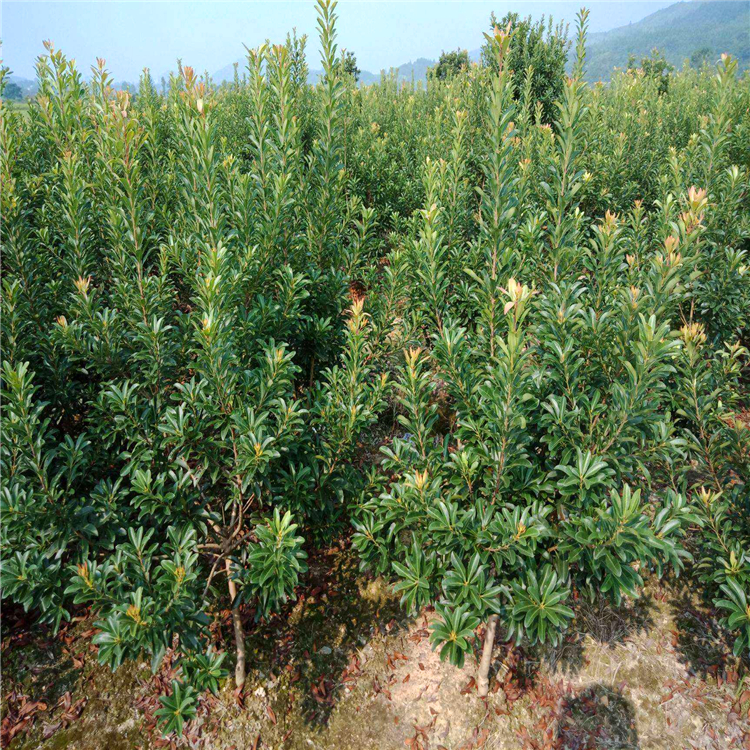 供应杨梅树512公分杨梅树苗品种正杨梅树价格