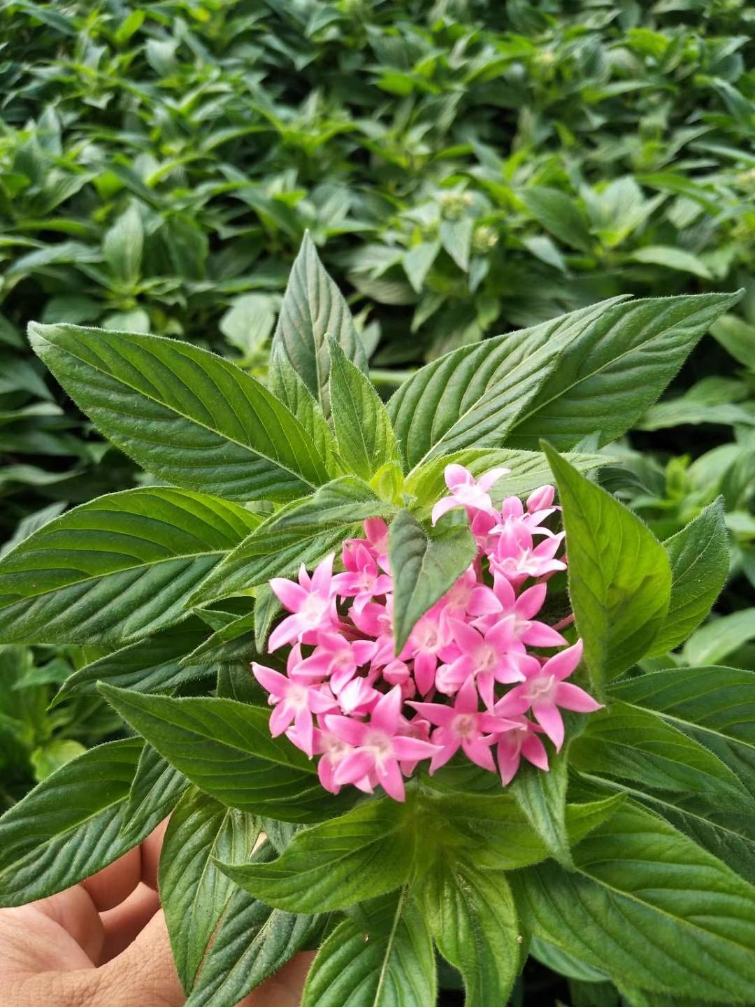 繁星花观赏花粉色繁星花繁星花供货商
