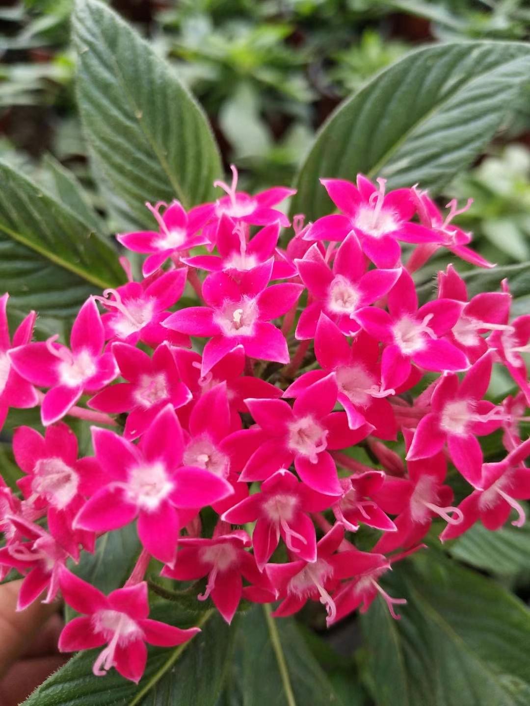 繁星花行情 繁星花供货商 繁星花发货中