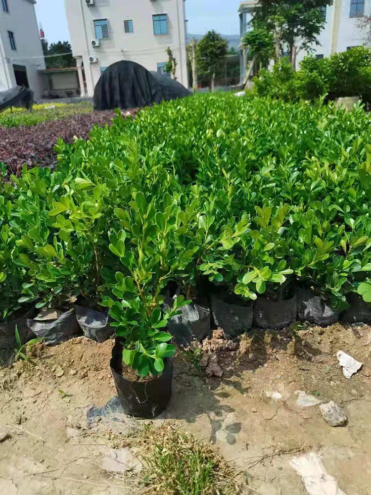 米仔兰(学名:aglaia odorata lour.