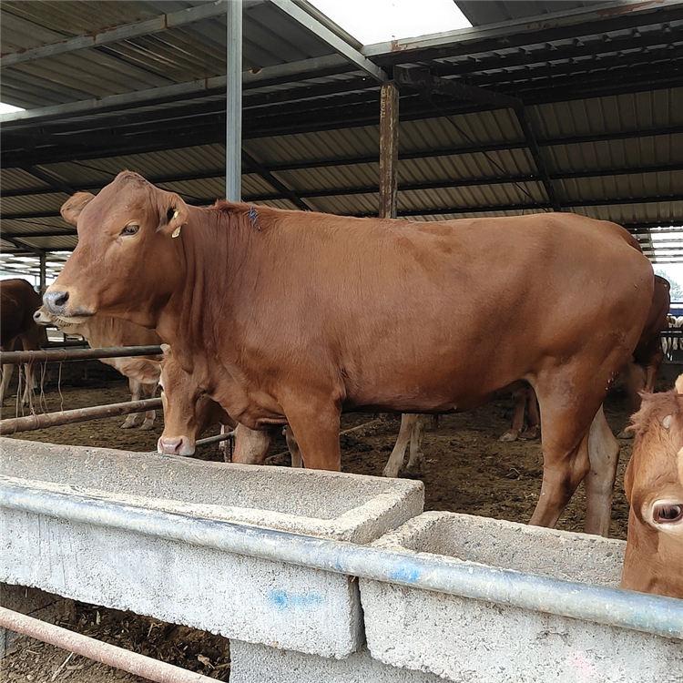 鲁西黄牛养殖场基地 正规肉牛养殖基地 改良肉牛犊价格