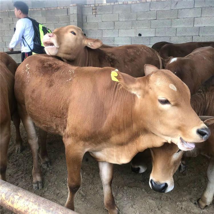 山東肉牛繁育基地 魯西黃牛300斤價格 魯西黃牛犢養殖