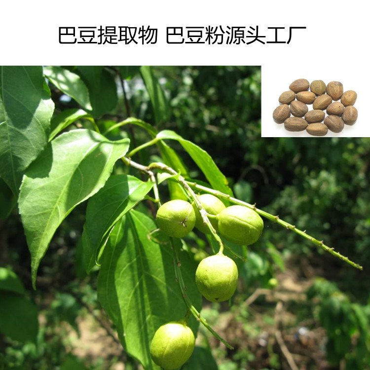 巴豆提取物 源頭工廠巴豆粉批發