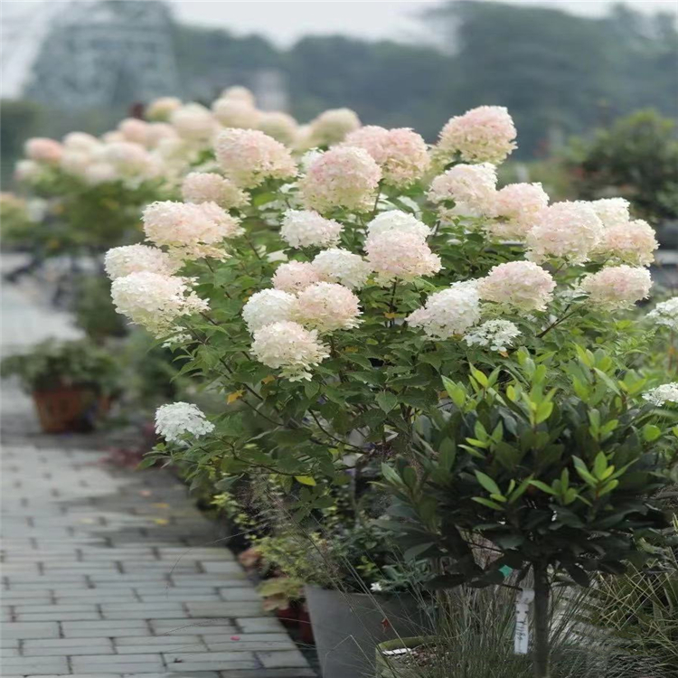 苗圃批发 圆锥木绣球 品种多样 香草草莓石灰灯等系列 大小绣球花苗