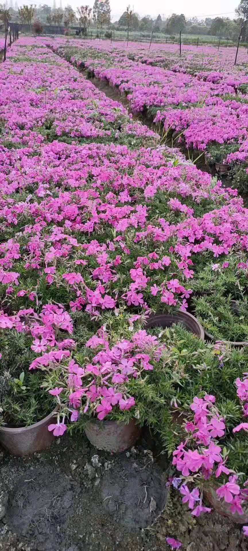 供应四川成都福禄考水生植物,地被苗木批发价格表