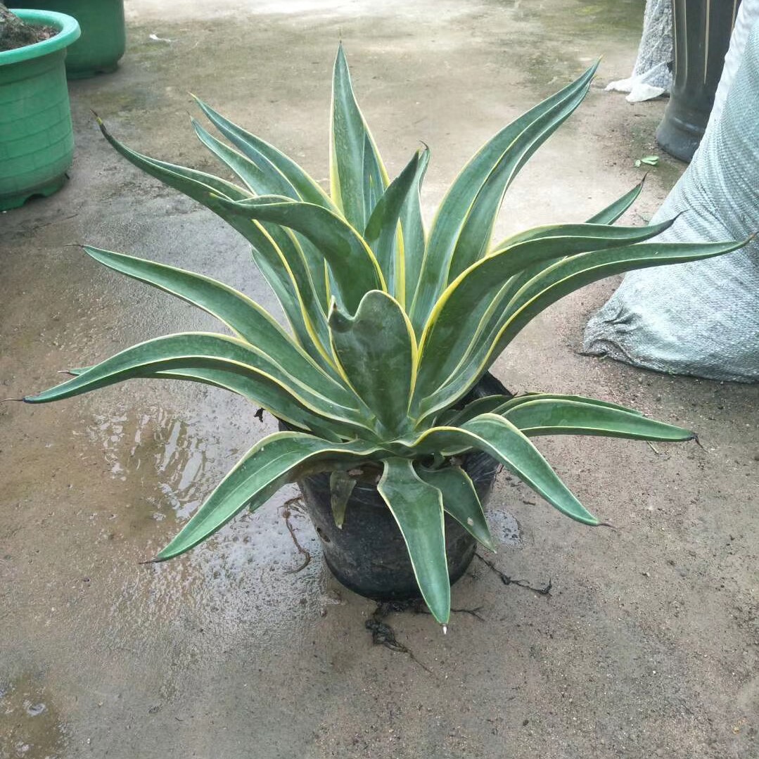 龙舌兰丝兰龙舌兰价格