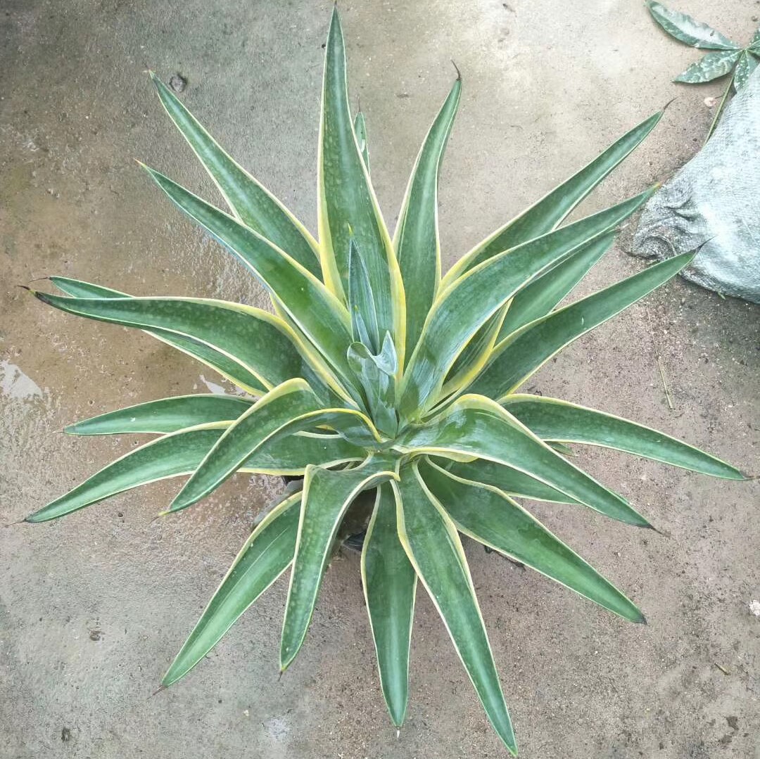 福建龙舌兰龙舌兰报价丝兰