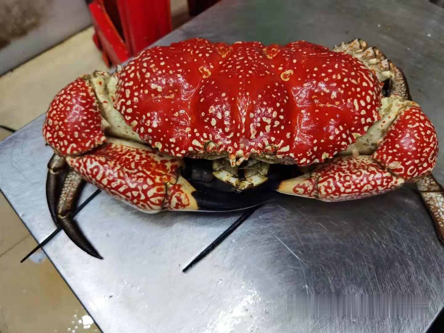 澳大利亚美食皇帝蟹图片