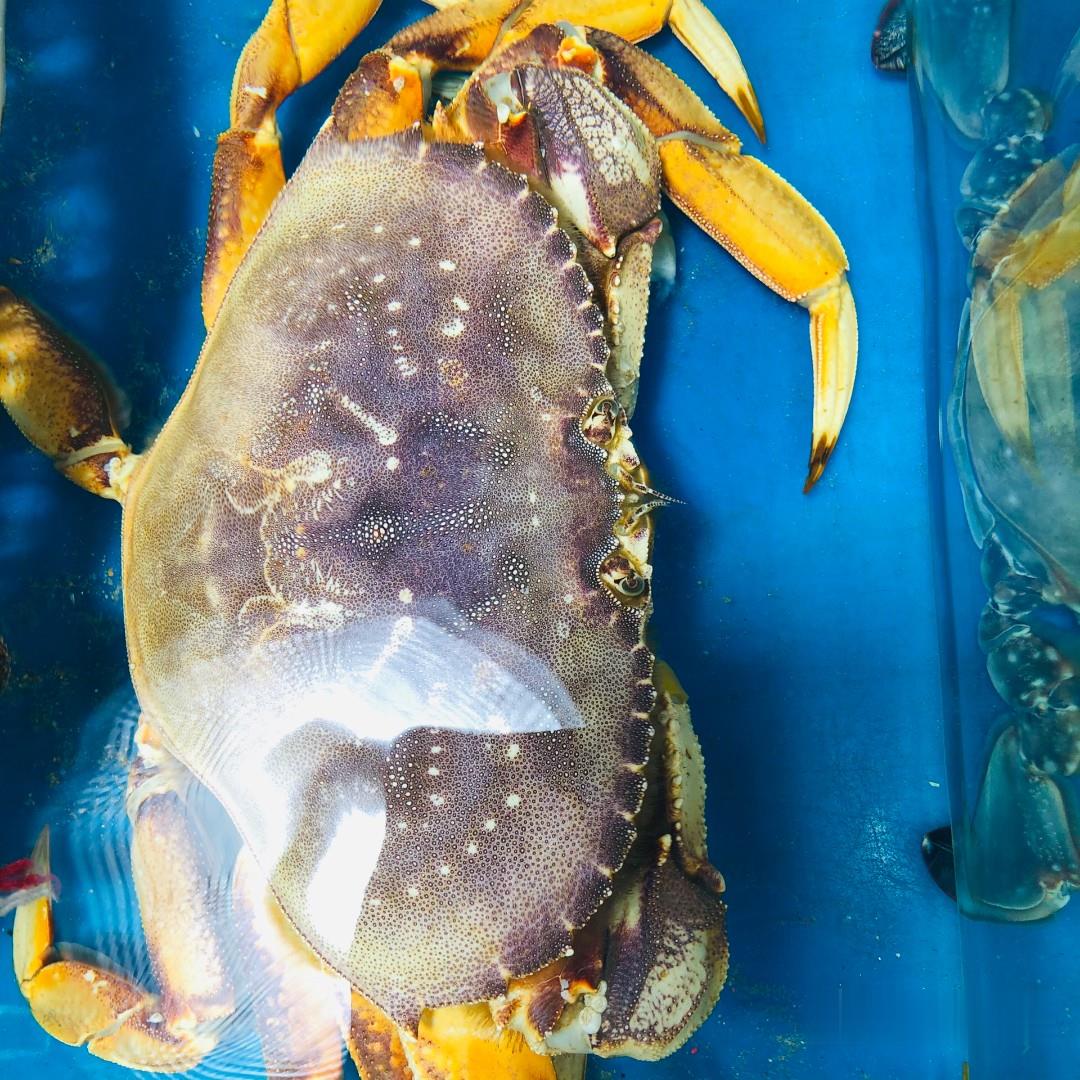 鲜活生猛珍宝蟹批发进口珍宝蟹产地货源珍宝蟹鲜活面包蟹