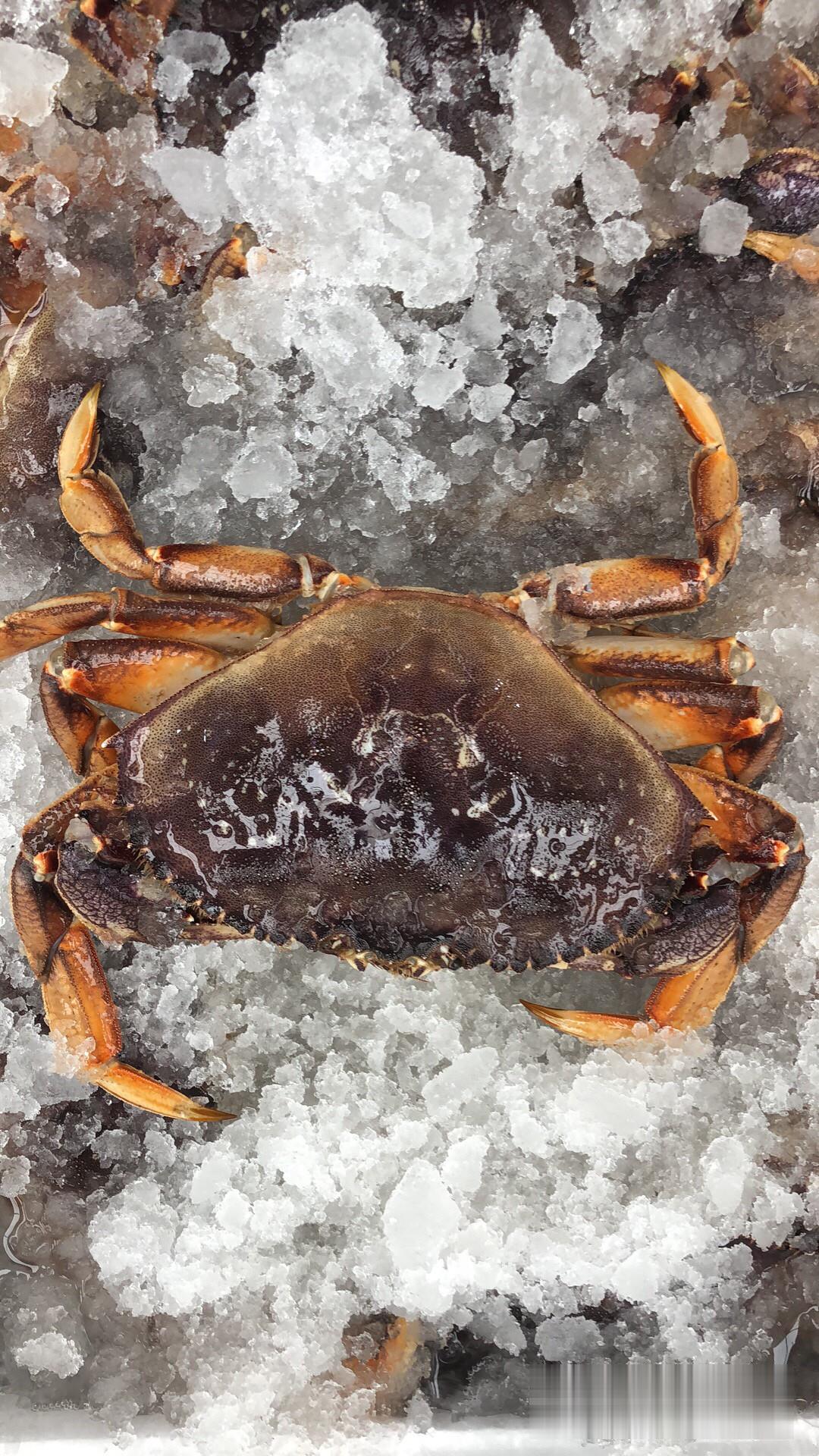 鲜活生猛珍宝蟹批发进口珍宝蟹产地货源珍宝蟹鲜活面包蟹