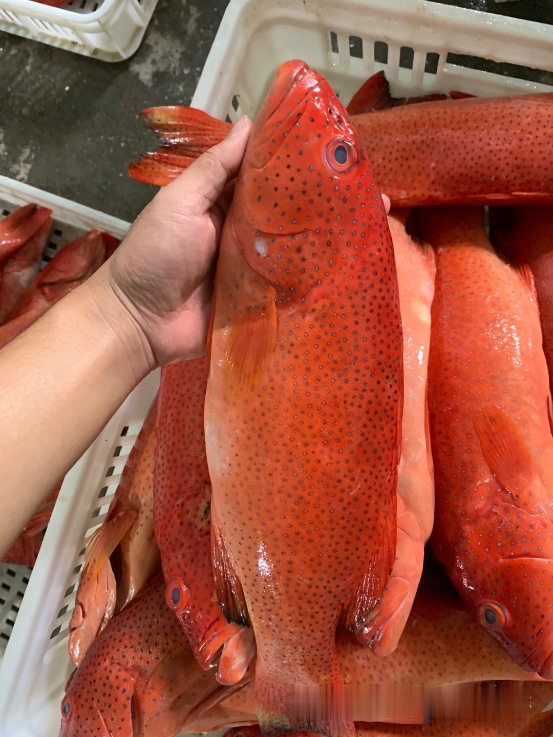 東星斑魚產地批發,東星斑魚批發集散地,東星斑進口貨源渠道