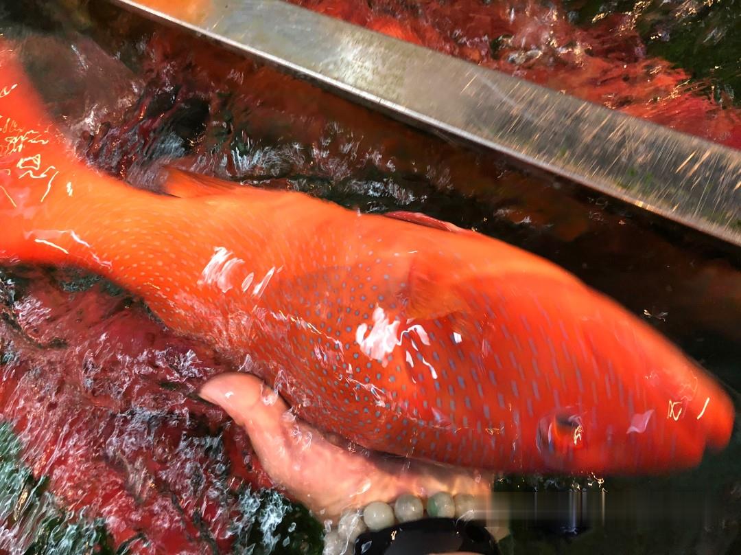 进口印尼东星斑批发印尼东星斑产地价格印尼东星斑货源