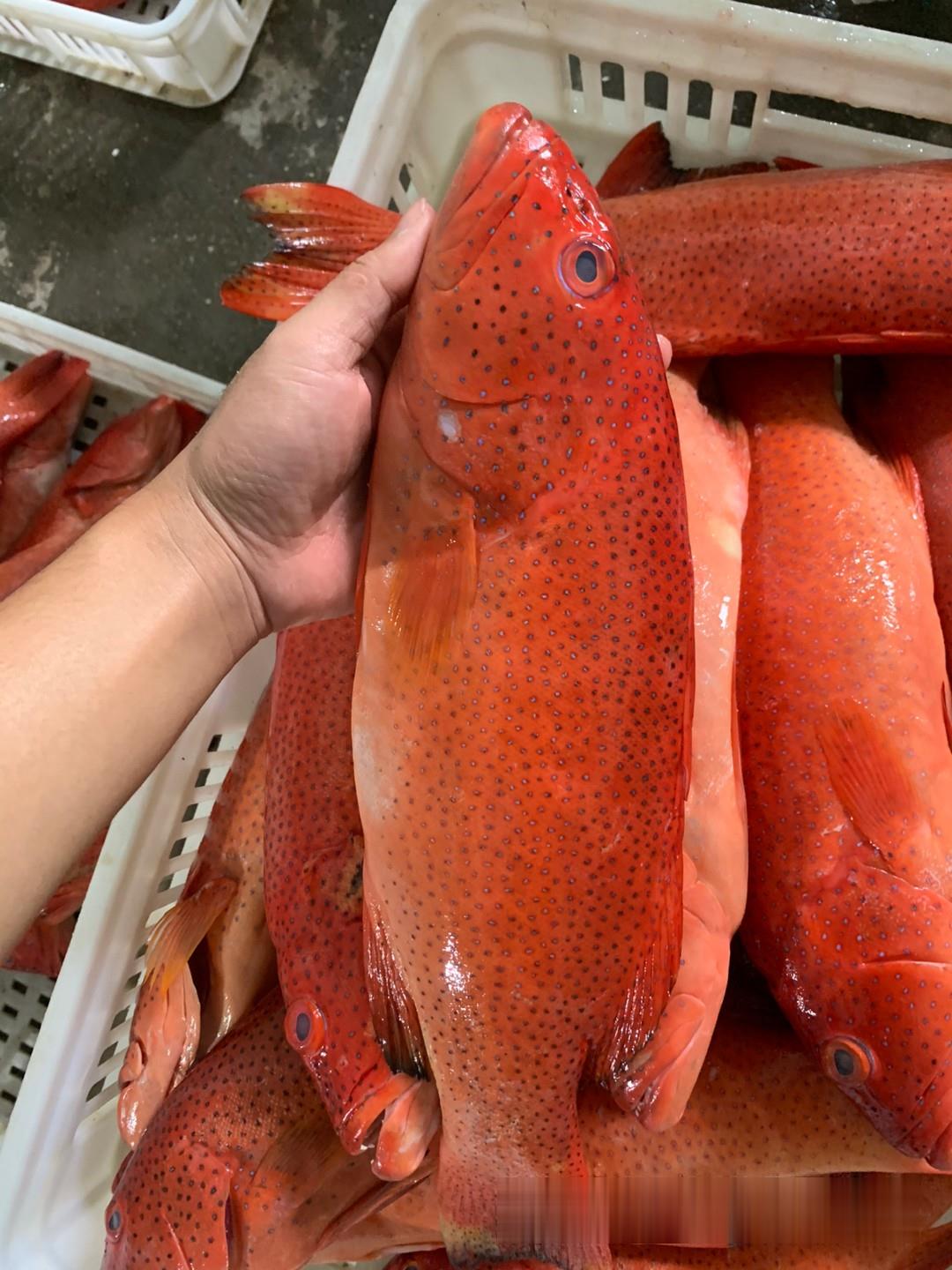 進口東星斑產地貨源海南冰鮮東星斑魚熱帶東星斑魚產地供應