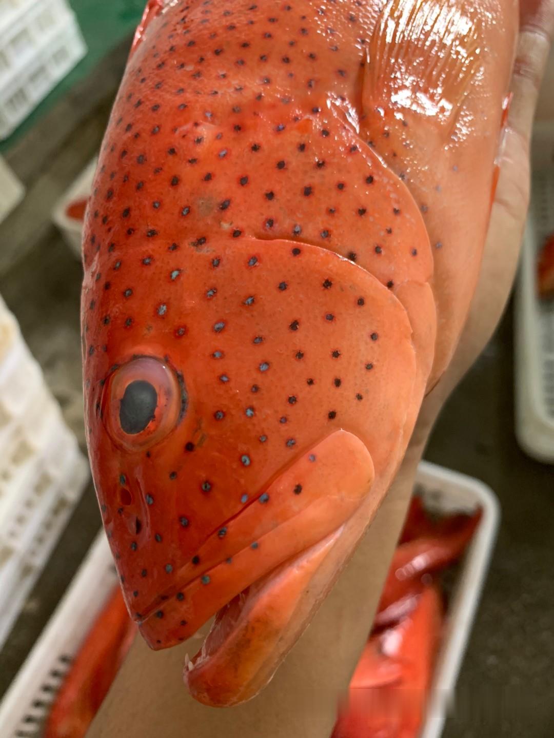 进口东星斑产地货源海南冰鲜东星斑鱼热带东星斑鱼产地供应