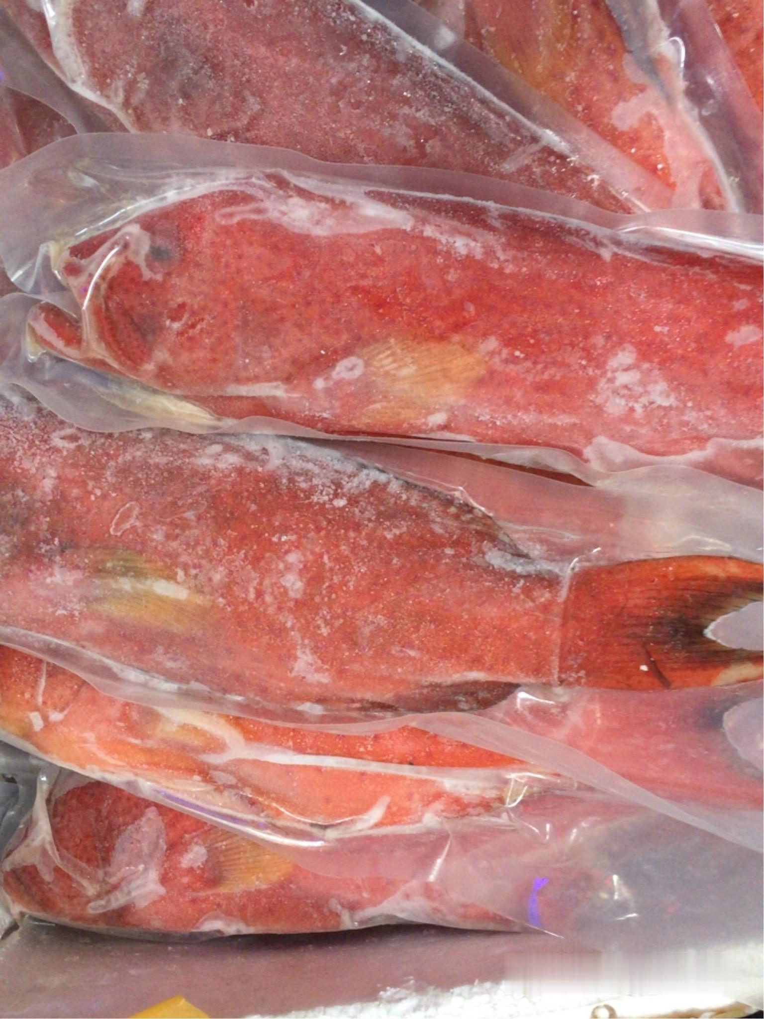 大量批发供应鲜活东星斑冰鲜东星斑鱼市场价格海南东星斑多钱一条