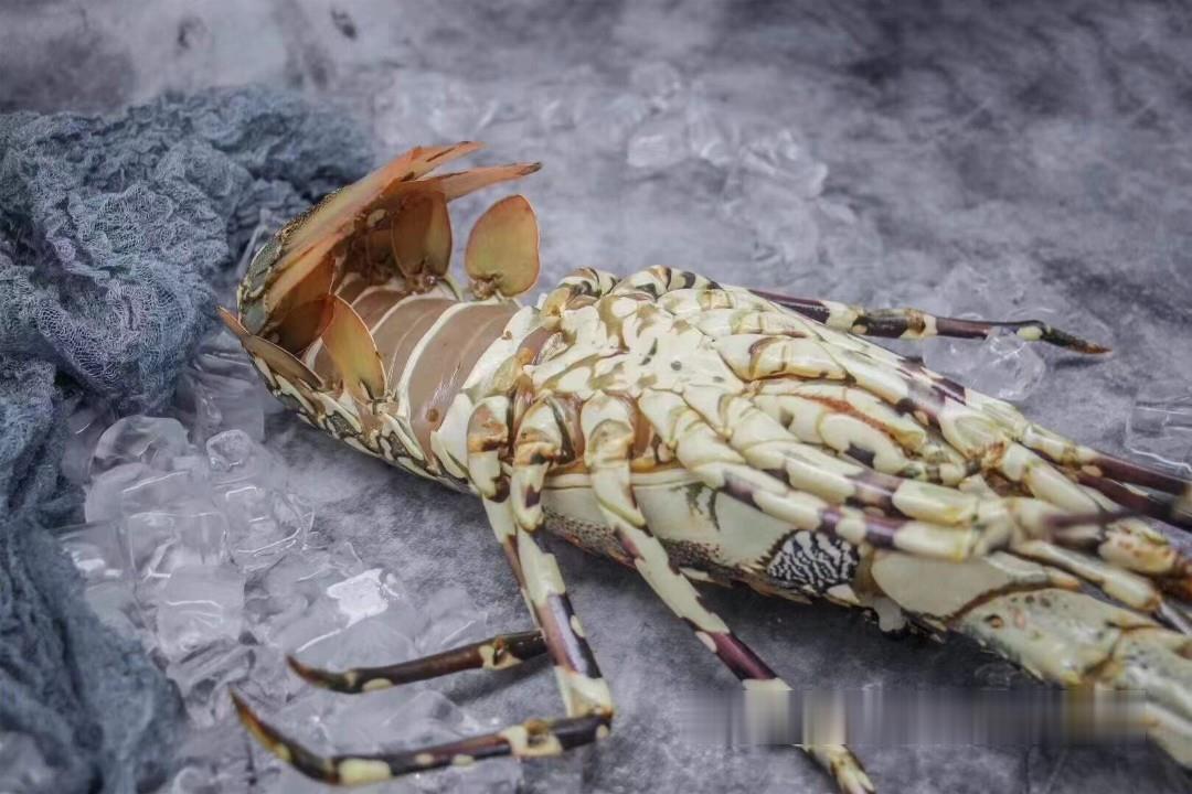 印尼小青龙虾鲜活供应,速冻生冻青龙虾批发,小青龙虾2-3只一斤