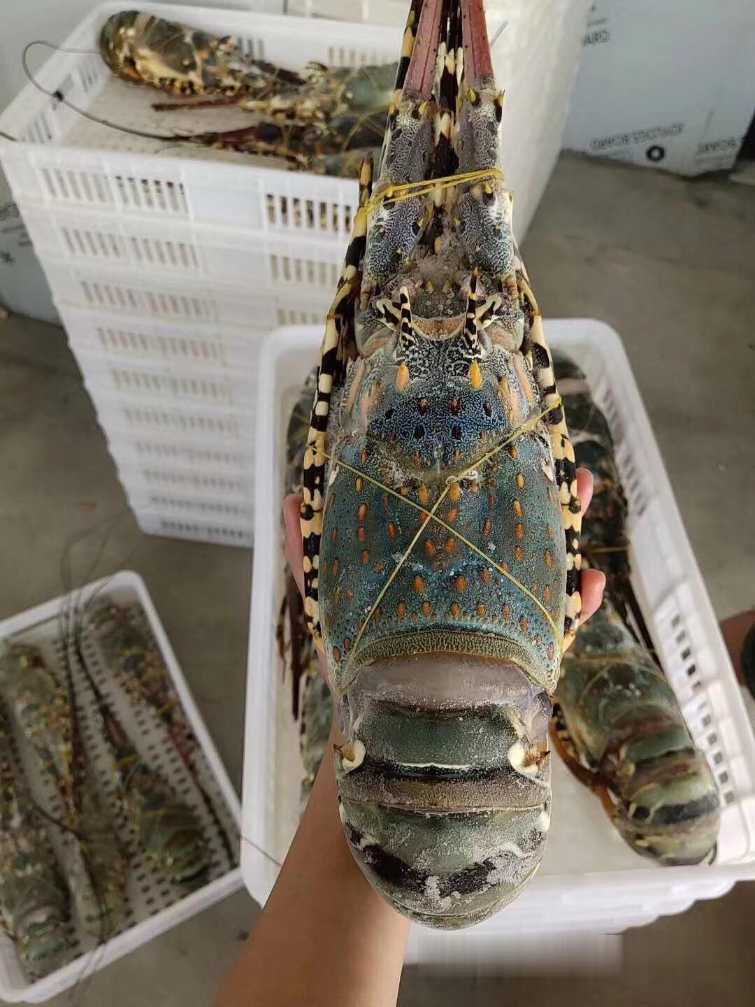 印尼小青龙虾鲜活供应,速冻生冻青龙虾批发,小青龙虾2-3只一斤