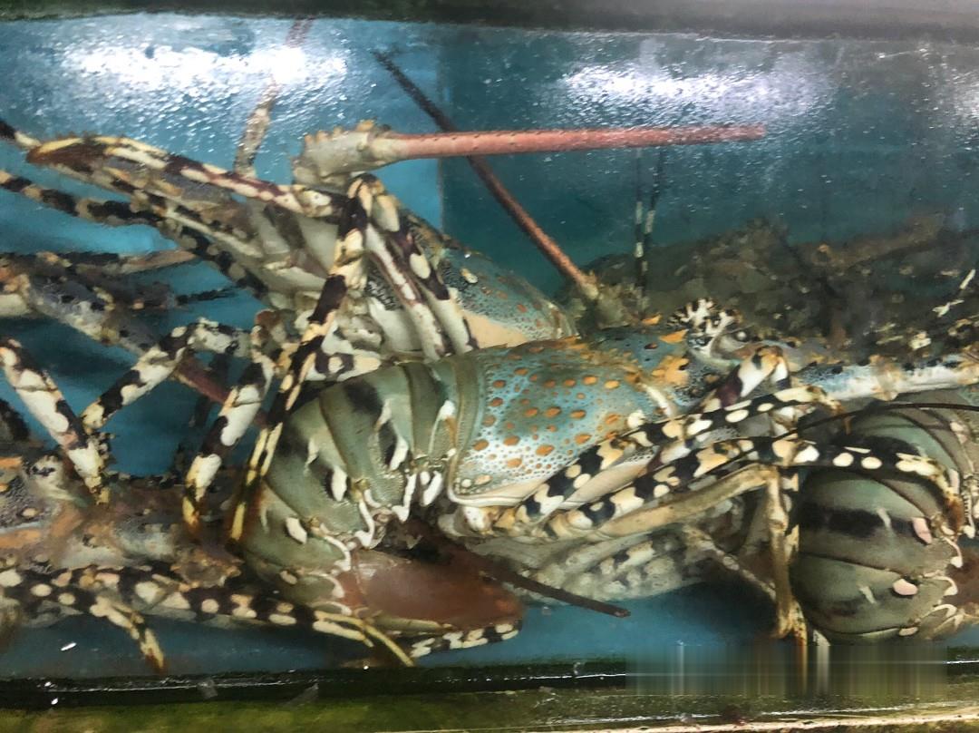 进口花龙虾供应商越南花龙虾批发采购价格鲜活大花龙虾批发报价