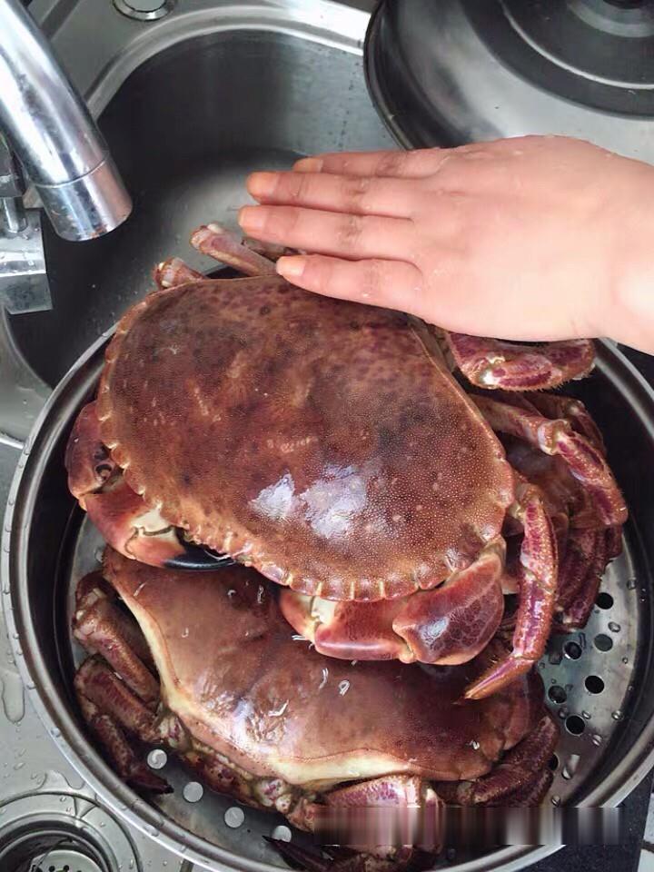 面包蟹批发多钱一只2斤一只面包蟹产地价格冻品面包蟹供应商