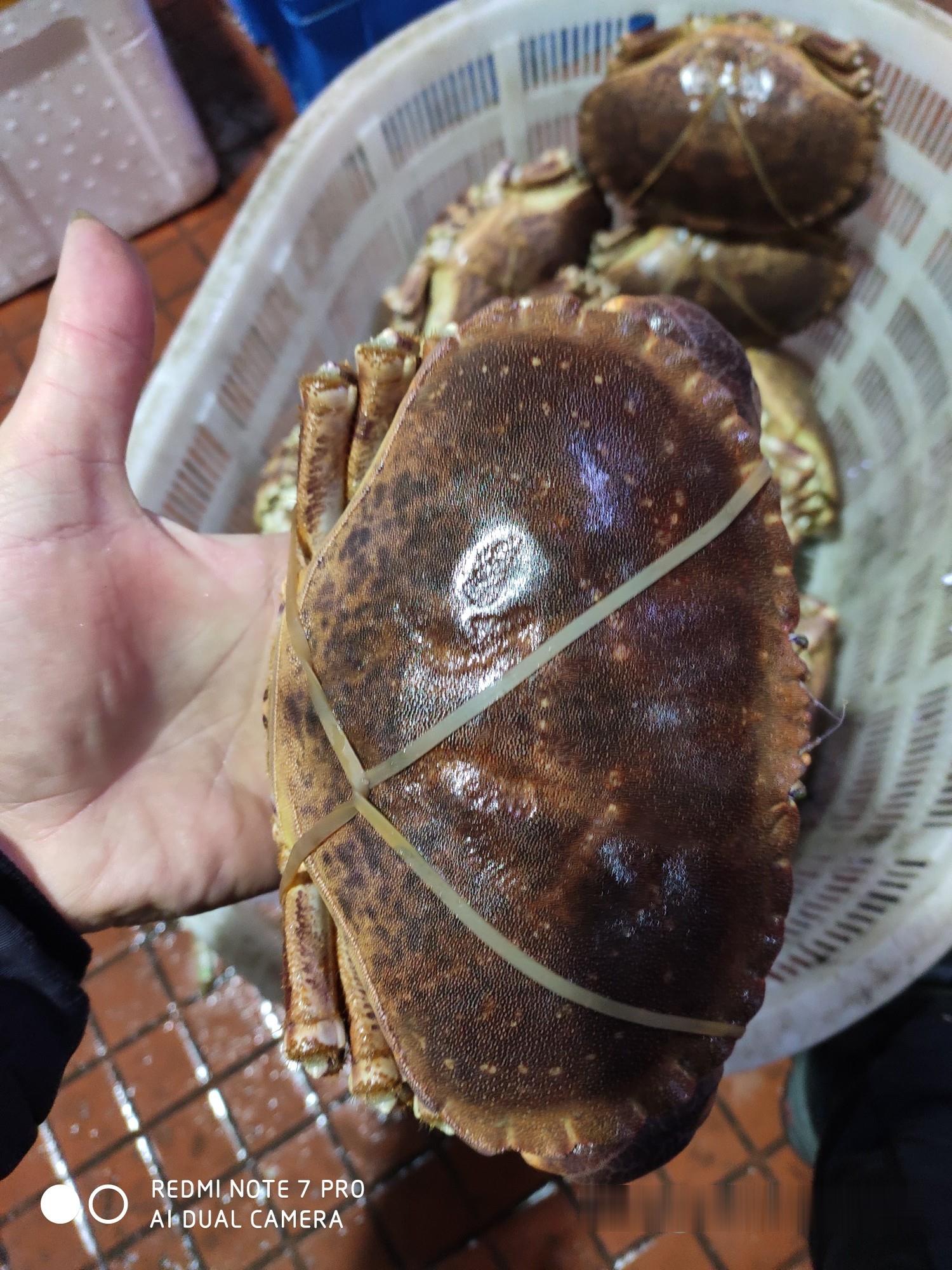 面包蟹真实图片图片