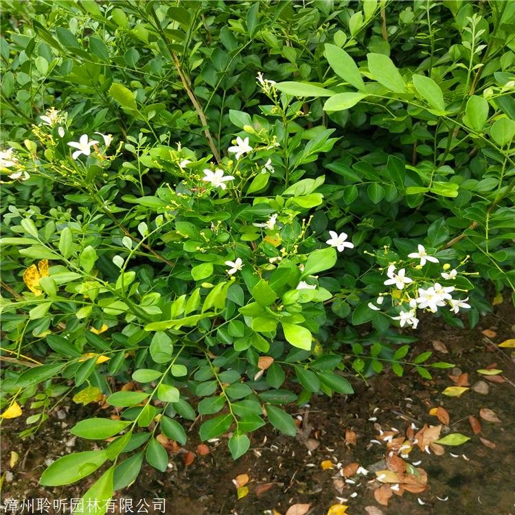 木香花苗 雲南精品七里香盆景 灌叢芳香植物七里香苗